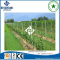 grape plant galvanized vineyard post